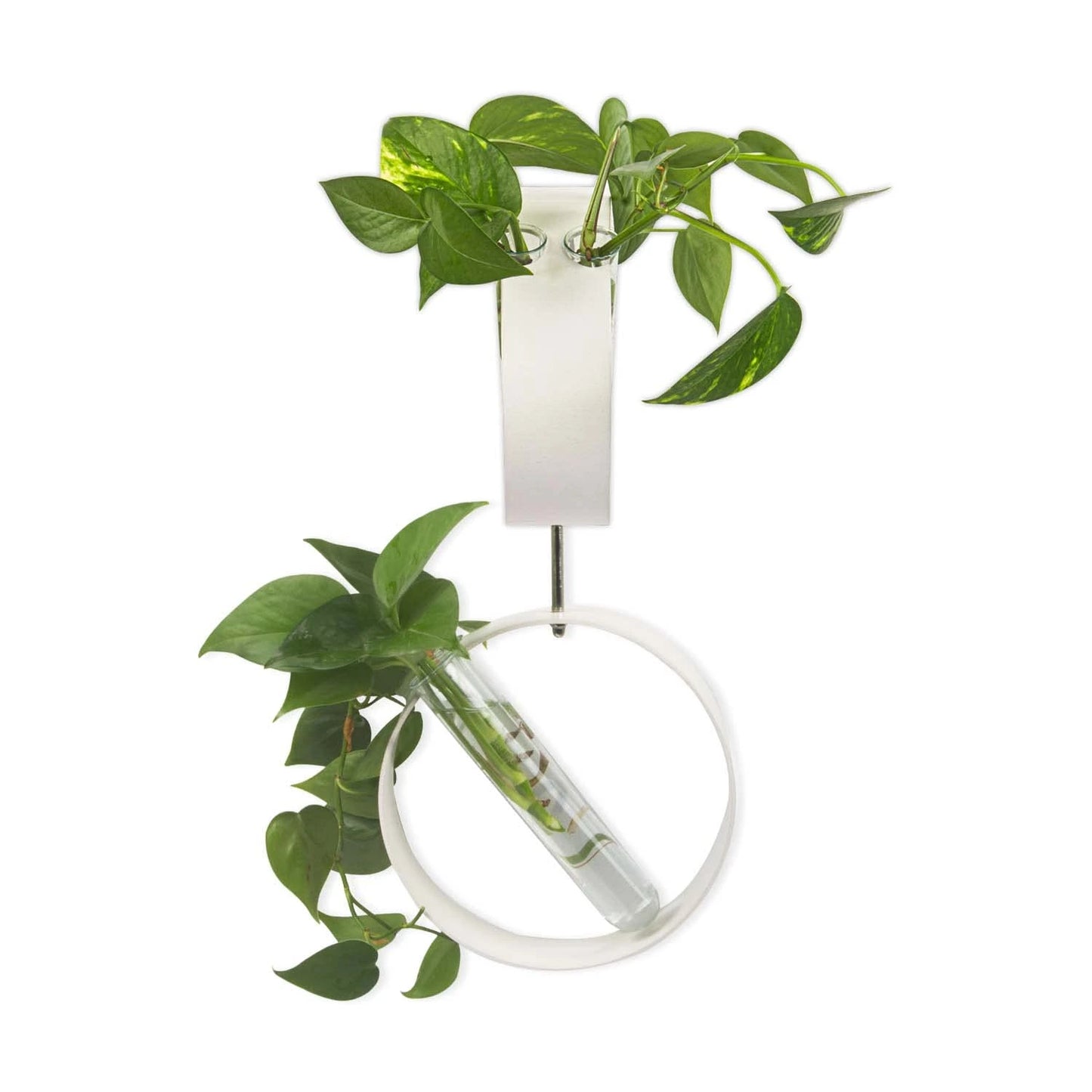 iCraft Wall Mounted Metal Ring Test Tube Planters
