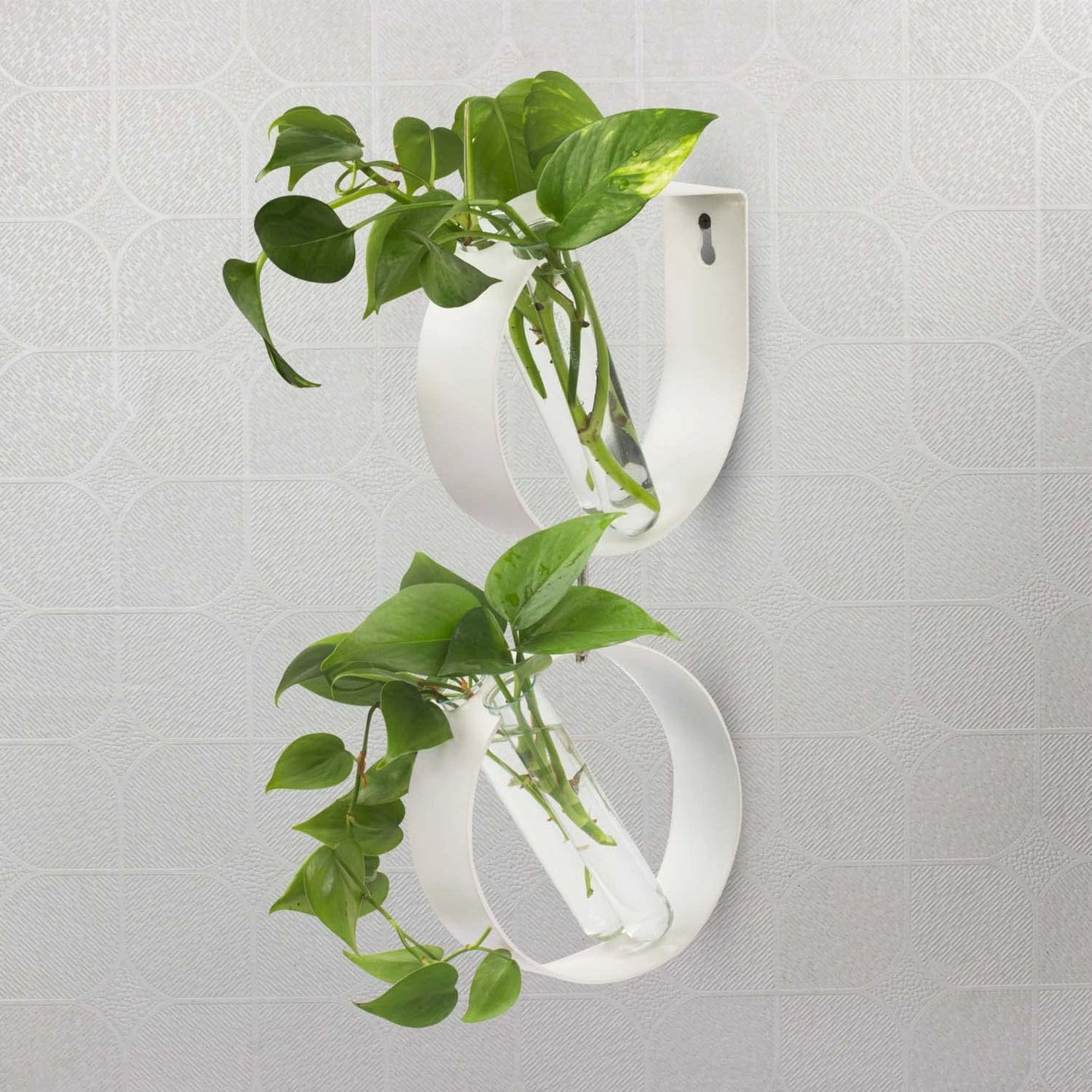 iCraft Wall Mounted Metal Ring Test Tube Planters